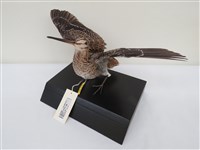 藏品(中地鷸)的圖片